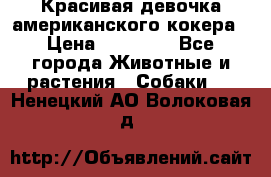 Красивая девочка американского кокера › Цена ­ 35 000 - Все города Животные и растения » Собаки   . Ненецкий АО,Волоковая д.